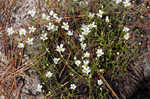 Pine barren stitchwort